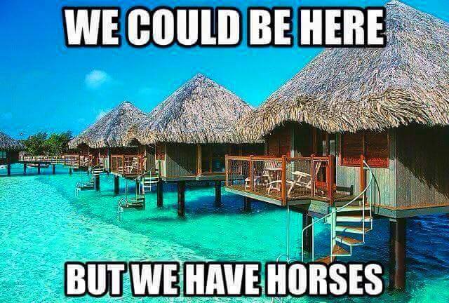 We Could Be Here - Horse Meme